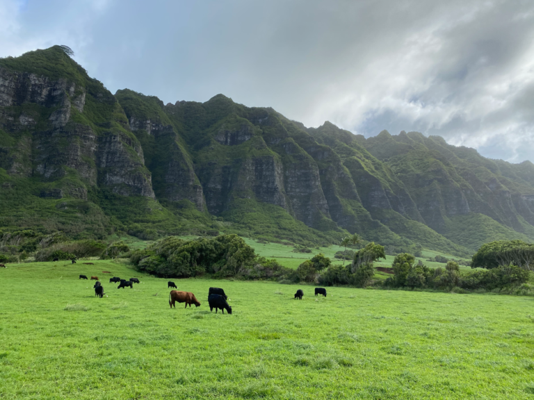 best books set in Hawaii Hawaii novels
